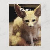 Algerije Fennec Fox Briefkaart (Voorkant)