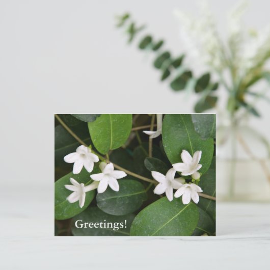 Algerijns Ivy Briefkaart (Staand voorkant)