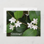 Algerijns Ivy Briefkaart (Voorkant / Achterkant)