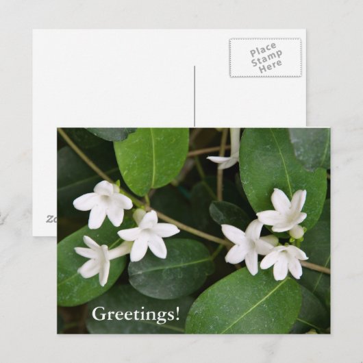 Algerijns Ivy Briefkaart (Voorkant / Achterkant)