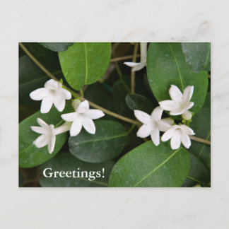 Algerijns Ivy Briefkaart