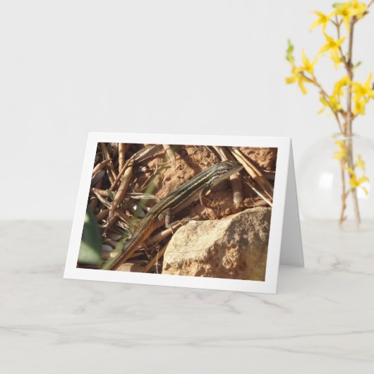 Algerijnse zandracer, Psammodromus algirus, hagedi Kaart (Gele Bloem)