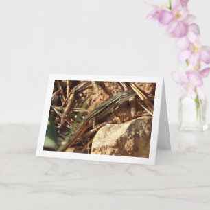 Algerijnse zandracer, Psammodromus algirus, hagedi Kaart