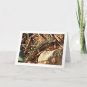 Algerijnse zandracer, Psammodromus algirus, hagedi Kaart (Voorkant)