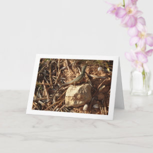 Algerijnse zandracer, Psammodromus algirus, hagedi Kaart