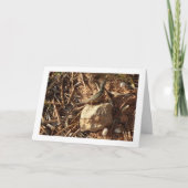 Algerijnse zandracer, Psammodromus algirus, hagedi Kaart (Voorkant)