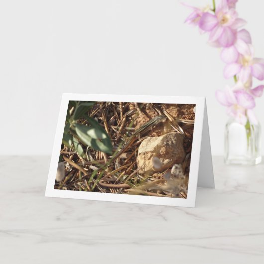 Algerijnse zandracer, Psammodromus algirus, hagedi Kaart (Orchidee)