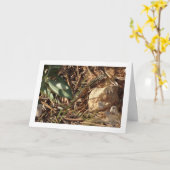 Algerijnse zandracer, Psammodromus algirus, hagedi Kaart (Gele Bloem)