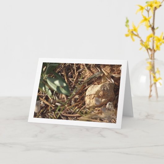 Algerijnse zandracer, Psammodromus algirus, hagedi Kaart (Gele Bloem)