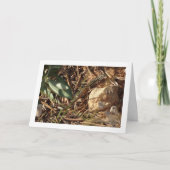 Algerijnse zandracer, Psammodromus algirus, hagedi Kaart (Voorkant)