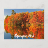 Algonquin Park Canada Herfst gestileerd Briefkaart (Voorkant)