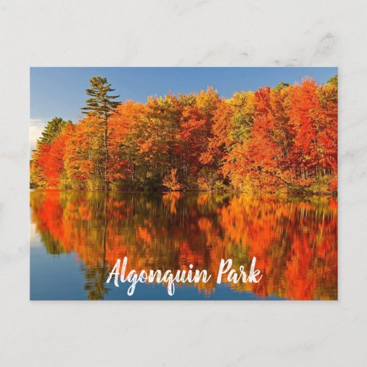 Algonquin Park Canada Herfst gestileerd Briefkaart (Voorkant)