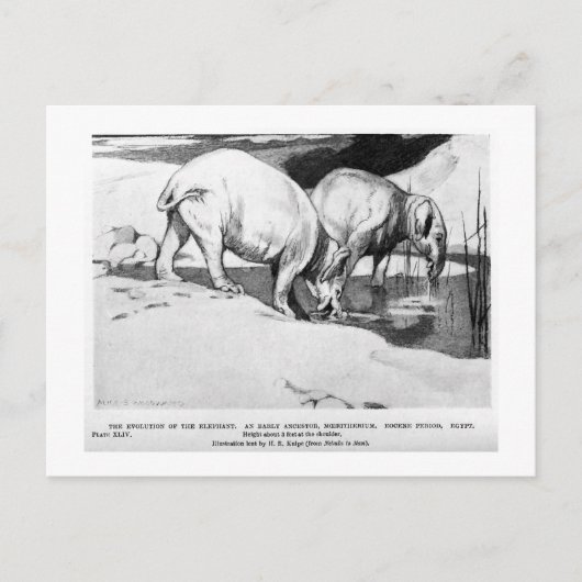 Alice B. Woodward: Briefkaart van moeritherium (Voorkant)