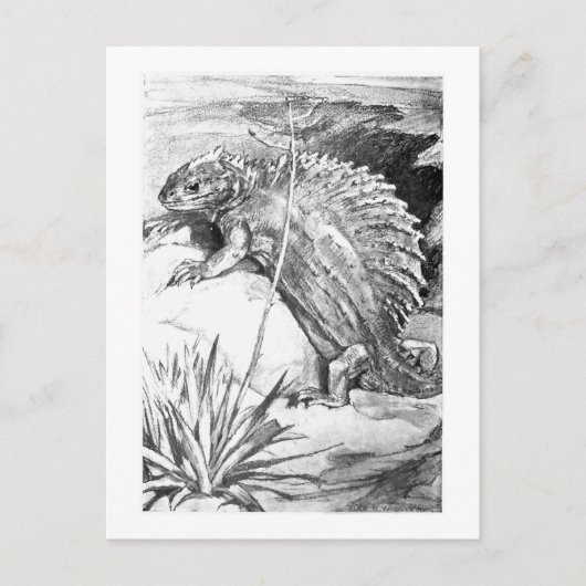 Alice B. Woodward: Edaphosaurus art briefkaart (Voorkant)