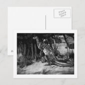 Alice B. Woodward: Scelidosaurus art briefkaart (Voorkant / Achterkant)