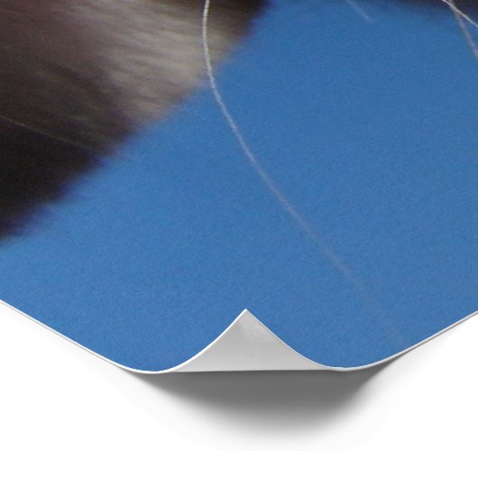 Alice - White Lop Rabbit Poster (Hoek)