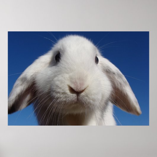 Alice - White Lop Rabbit Poster (Voorkant)