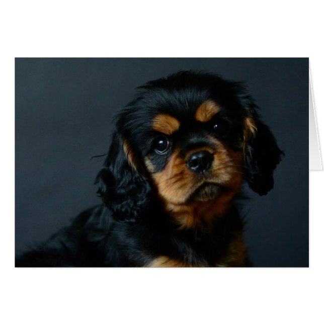 Alices desi.jpg (Voorkant Horizontaal)