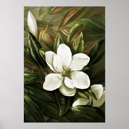 Alicia H. Laird: Magnolia Grandflora Poster (Voorkant)