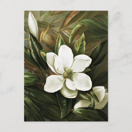 Alicia H. Vogel: Magnolia Grandflora Briefkaart (Voorkant)