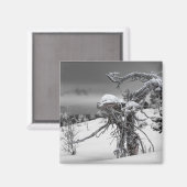 Alien-boommagneet Magneet (Voorkant / Achterkant)