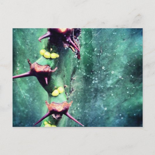 Alien Cactus Briefkaart (Voorkant)