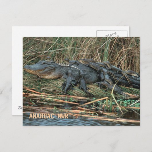 Aligator mama briefkaart (Voorkant / Achterkant)