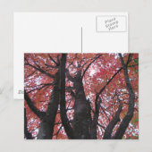 Ali's Perspectief Briefkaart (Voorkant / Achterkant)