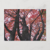 Ali's Perspectief Briefkaart (Voorkant)