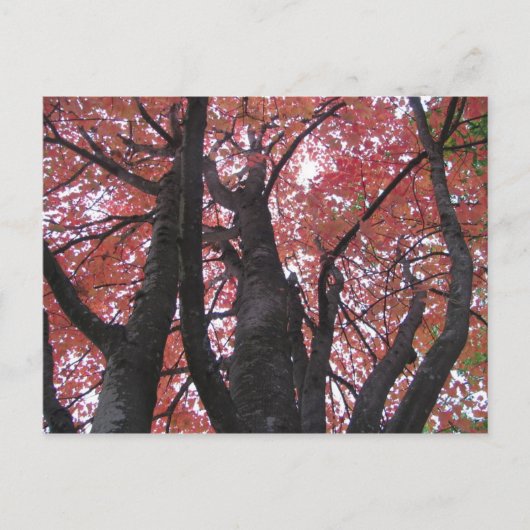 Ali's Perspectief Briefkaart (Voorkant)