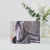 Aljalela - Todd Pletcher Roan Thoroughbred Briefkaart (Staand voorkant)