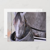 Aljalela - Todd Pletcher Roan Thoroughbred Briefkaart (Voorkant / Achterkant)