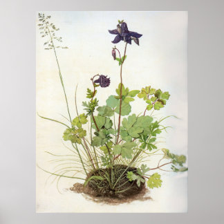 Alkelei-Blume - Albrecht Durer - C1500 Poster