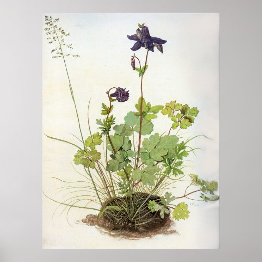 Alkelei-Blume - Albrecht Durer - C1500 Poster (Voorkant)