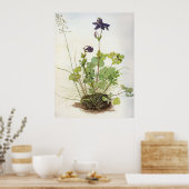 Alkelei-Blume - Albrecht Durer - C1500 Poster (Keuken)