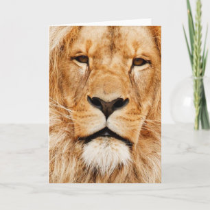 All Occasion, Oranje Leeuw Kaart