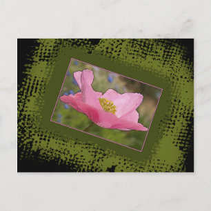 All Occasion Pretty Pink Poppy Foto Briefkaart