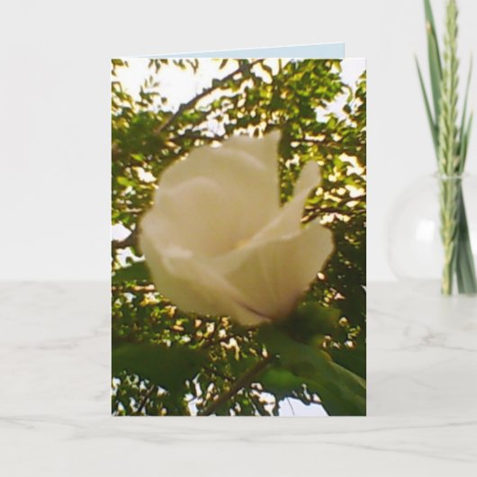 All Occasion White Rose Kaart (Voorkant)