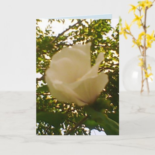 All Occasion White Rose Kaart (Gele Bloem)