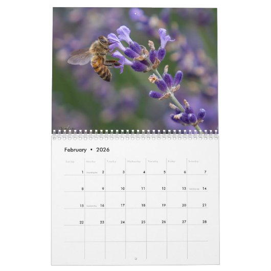 All the Buzz 2026 Calendar Kalender (Feb 2026)