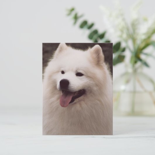 All White Dog Briefkaart (Staand voorkant)