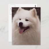 All White Dog Briefkaart (Voorkant / Achterkant)