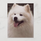 All White Dog Briefkaart (Voorkant)