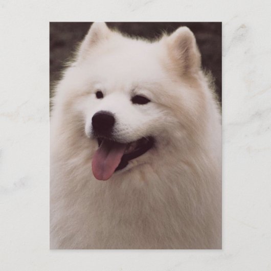 All White Dog Briefkaart (Voorkant)