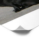 Alle Amerikaanse pugs Poster (Hoek)