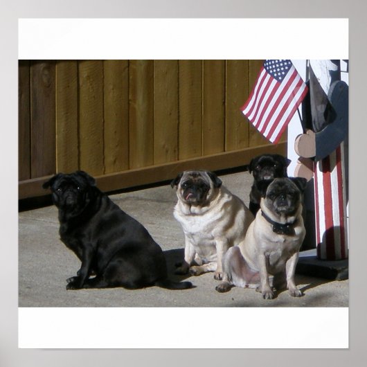 Alle Amerikaanse pugs Poster (Voorkant)