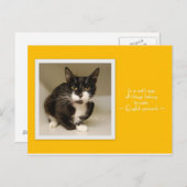 Alle dingen behoren tot het Briefkaart van katten (Voorkant / Achterkant)