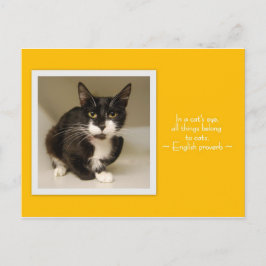 Alle dingen behoren tot het Briefkaart van katten