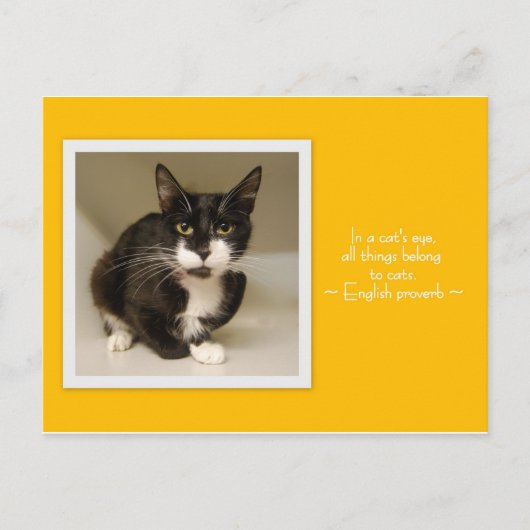 Alle dingen behoren tot het Briefkaart van katten (Voorkant)