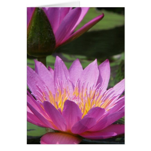 alle gelegenheden (Voorkant)